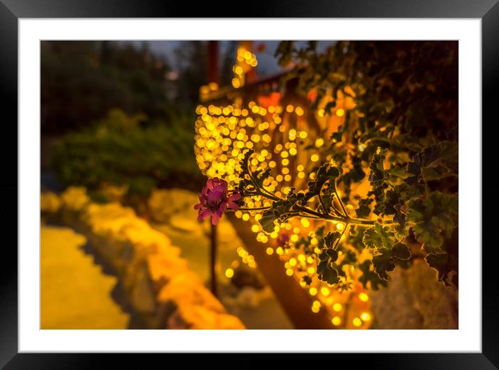 Bokeh and flower Framed Mounted Print by Naylor's Photography