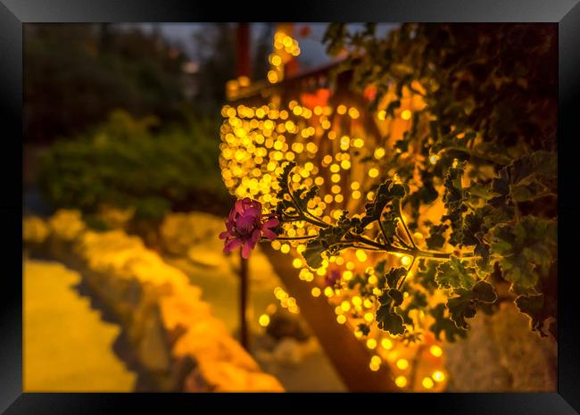 Bokeh and flower Framed Print by Naylor's Photography