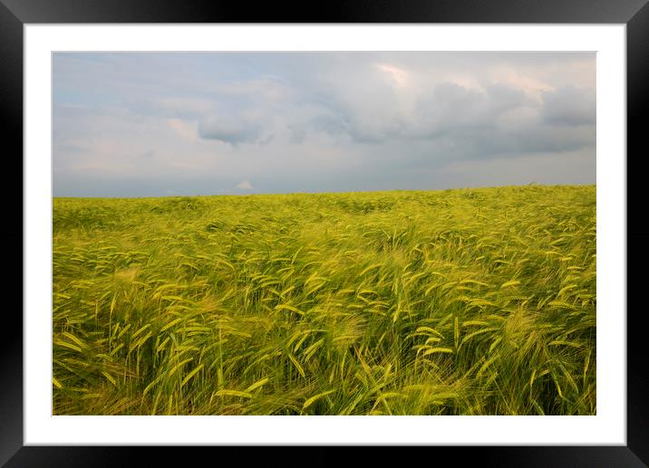 Barley Fields Framed Mounted Print by CHRIS BARNARD