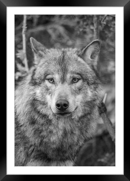  Eurasian wolf (Canis lupus lupus) Framed Mounted Print by Images of Devon