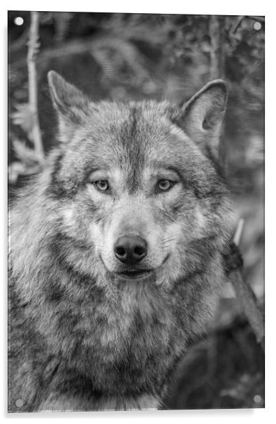  Eurasian wolf (Canis lupus lupus) Acrylic by Images of Devon