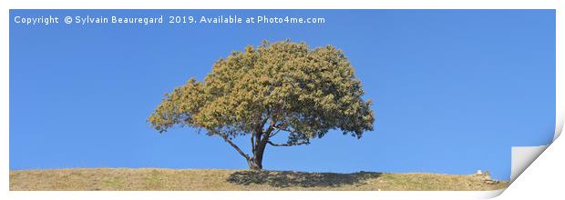 Lonely tree, panorama, central, 3:1 Print by Sylvain Beauregard