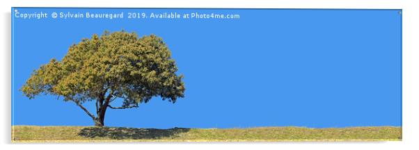 Lonely tree, panorama, left side, 3:1 Acrylic by Sylvain Beauregard