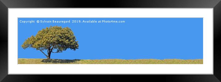 Lonely tree, panorama, left side, 4:1 Framed Mounted Print by Sylvain Beauregard