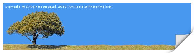 Lonely tree, panorama, left side, 4:1 Print by Sylvain Beauregard