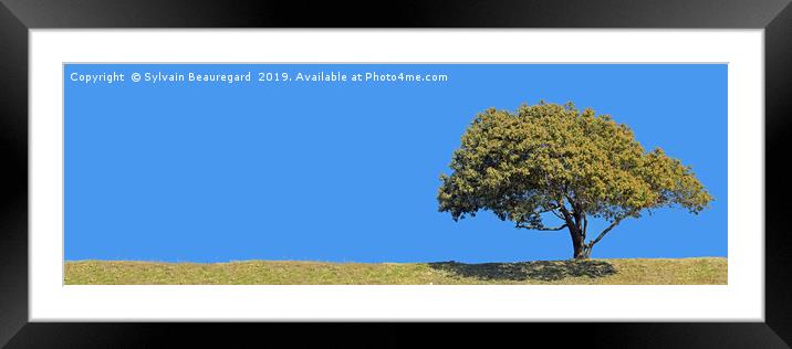 Lonely tree, panorama, right side, 3:1 Framed Mounted Print by Sylvain Beauregard