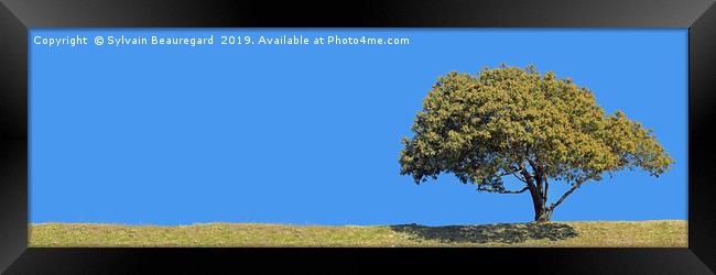 Lonely tree, panorama, right side, 3:1 Framed Print by Sylvain Beauregard