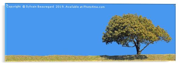 Lonely tree, panorama, right side, 3:1 Acrylic by Sylvain Beauregard