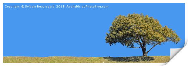 Lonely tree, panorama, right side, 3:1 Print by Sylvain Beauregard
