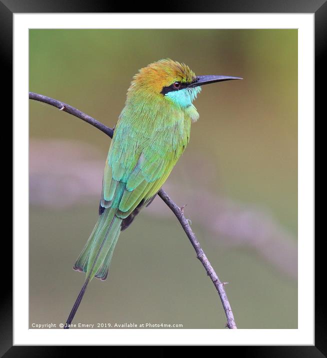 Green Bee Eater Framed Mounted Print by Jane Emery