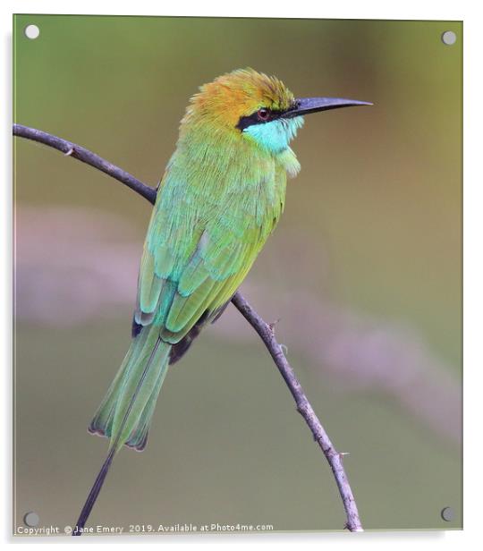 Green Bee Eater Acrylic by Jane Emery