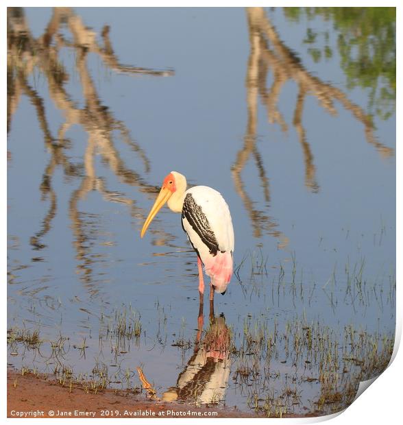 Painted Stork at the waddy Print by Jane Emery