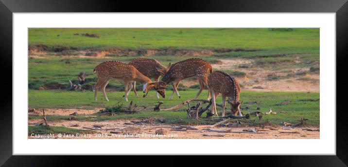 Axis Deer of Sri Lanka Framed Mounted Print by Jane Emery