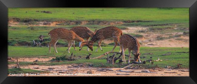 Axis Deer of Sri Lanka Framed Print by Jane Emery