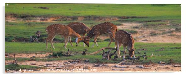 Axis Deer of Sri Lanka Acrylic by Jane Emery