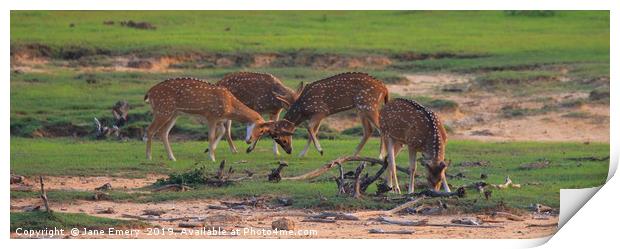 Axis Deer of Sri Lanka Print by Jane Emery