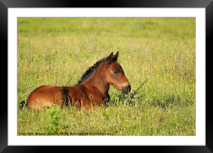 horse brown foal lying in pasture Framed Mounted Print by goce risteski