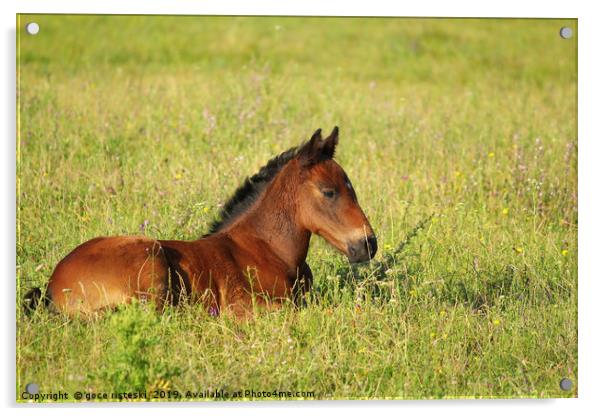 horse brown foal lying in pasture Acrylic by goce risteski