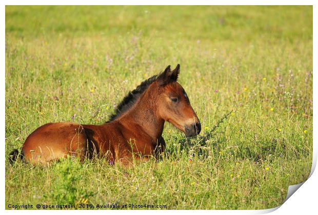 horse brown foal lying in pasture Print by goce risteski