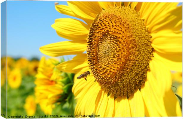 summer scene with bee and sunflower Canvas Print by goce risteski