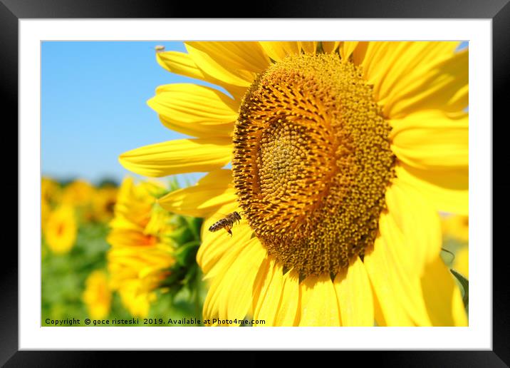 summer scene with bee and sunflower Framed Mounted Print by goce risteski