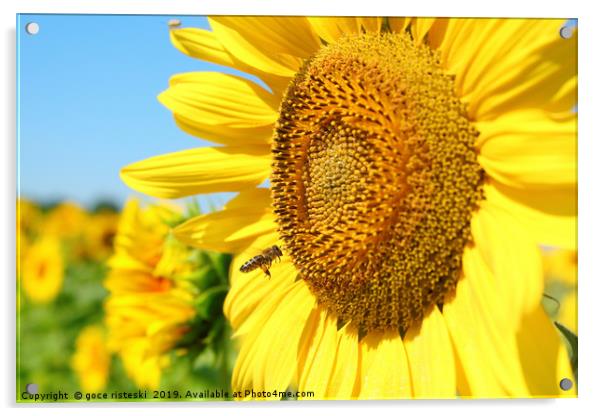 summer scene with bee and sunflower Acrylic by goce risteski