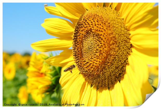 summer scene with bee and sunflower Print by goce risteski