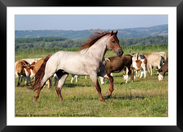 stallion running across the field Framed Mounted Print by goce risteski