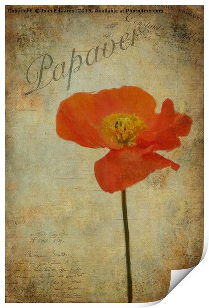 Papaver Print by John Edwards