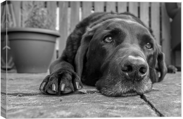 The old Labrador resting Canvas Print by David Wilson
