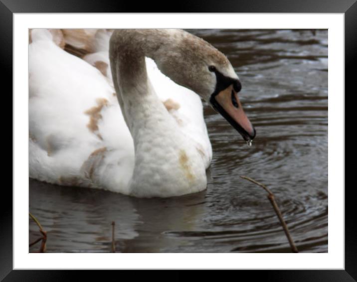 drinking swan Framed Mounted Print by paul ratcliffe