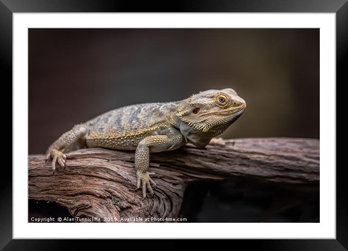 Bearded dragon Framed Mounted Print by Alan Tunnicliffe