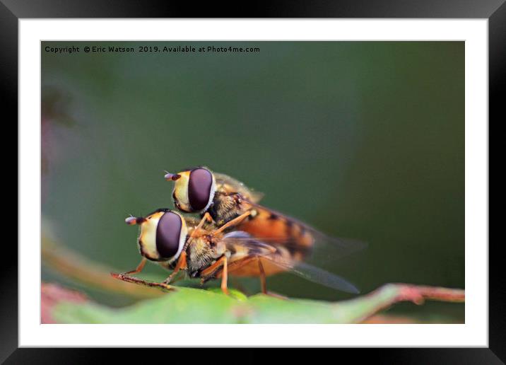 Hoverflies in Garden Framed Mounted Print by Eric Watson