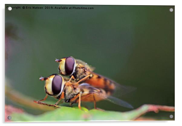 Hoverflies in Garden Acrylic by Eric Watson