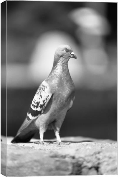 Pigeon... like eagle? Canvas Print by Alfredo Bustos