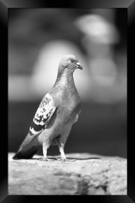 Pigeon... like eagle? Framed Print by Alfredo Bustos