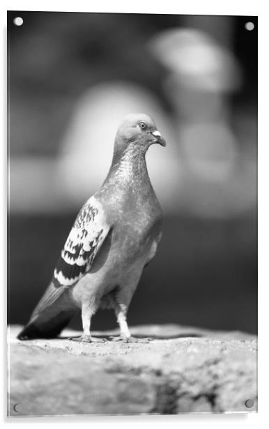 Pigeon... like eagle? Acrylic by Alfredo Bustos