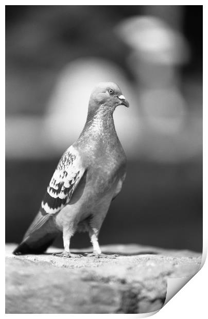 Pigeon... like eagle? Print by Alfredo Bustos