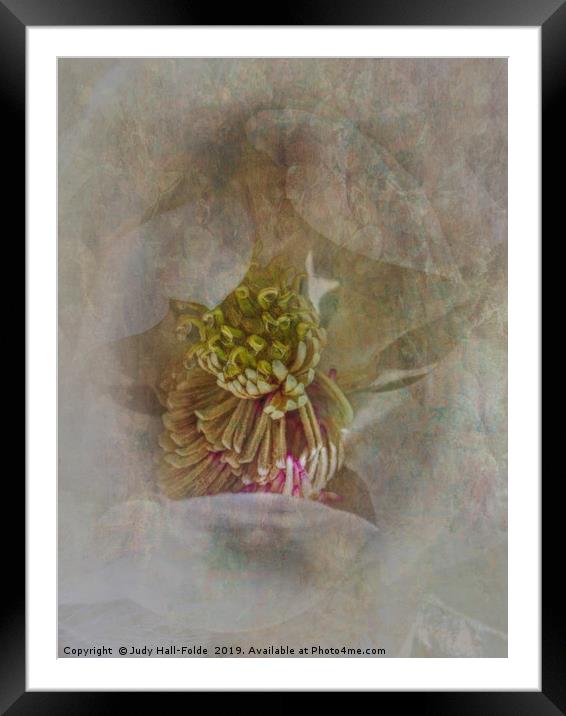 Magnolia Framed Mounted Print by Judy Hall-Folde