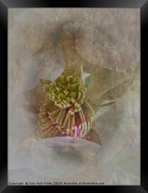 Magnolia Framed Print by Judy Hall-Folde