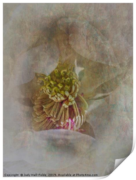 Magnolia Print by Judy Hall-Folde