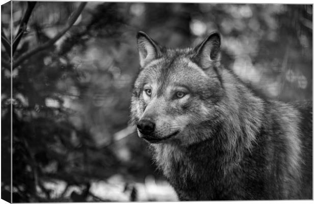  Eurasian wolf (Canis lupus lupus) Canvas Print by Images of Devon