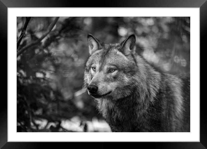  Eurasian wolf (Canis lupus lupus) Framed Mounted Print by Images of Devon