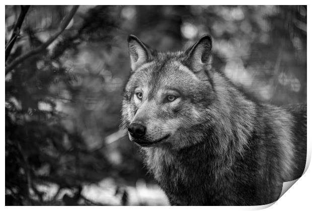  Eurasian wolf (Canis lupus lupus) Print by Images of Devon