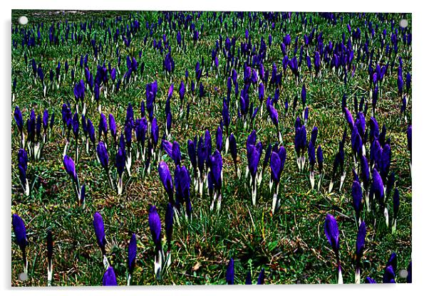 Field of crocus Acrylic by Doug McRae