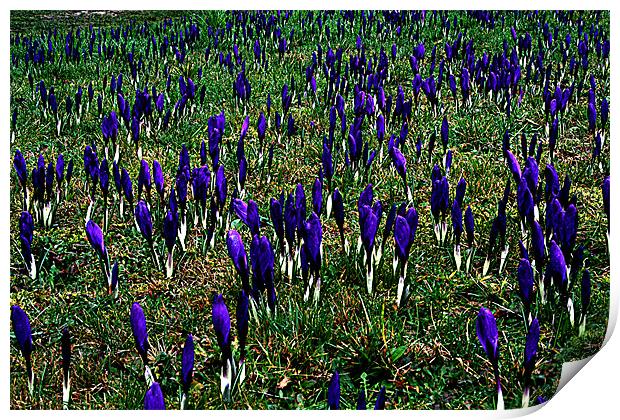 Field of crocus Print by Doug McRae