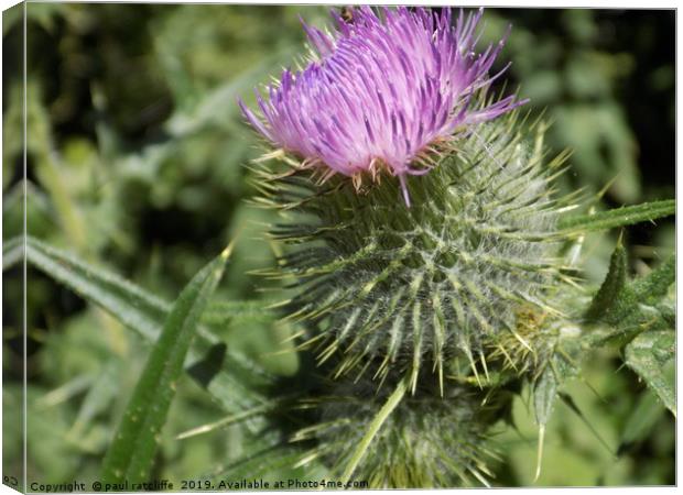 thistle Canvas Print by paul ratcliffe