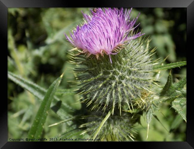thistle Framed Print by paul ratcliffe