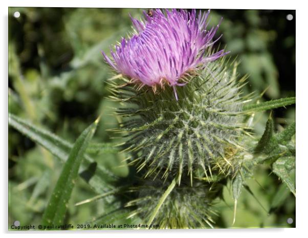 thistle Acrylic by paul ratcliffe