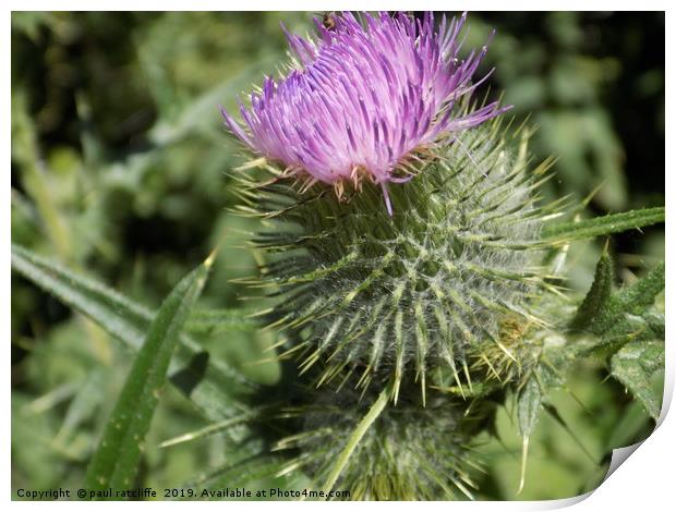 thistle Print by paul ratcliffe